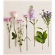 191253_Stems
